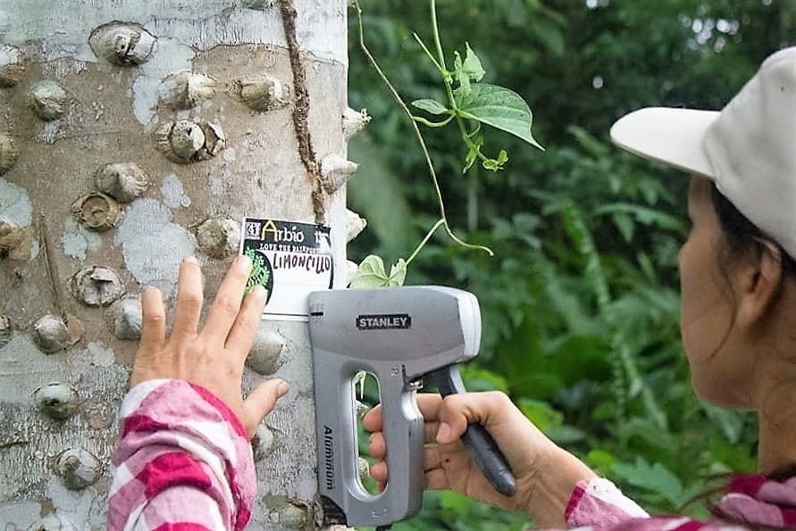 Arbio Perú realiza un inventario Forestal de 300 grandes árboles de especies en peligro de tala ilegal en 100 hectáreas del bosque de Arbio con la sistematización de la información de cada árbol. Foto: Arbio Perú.
