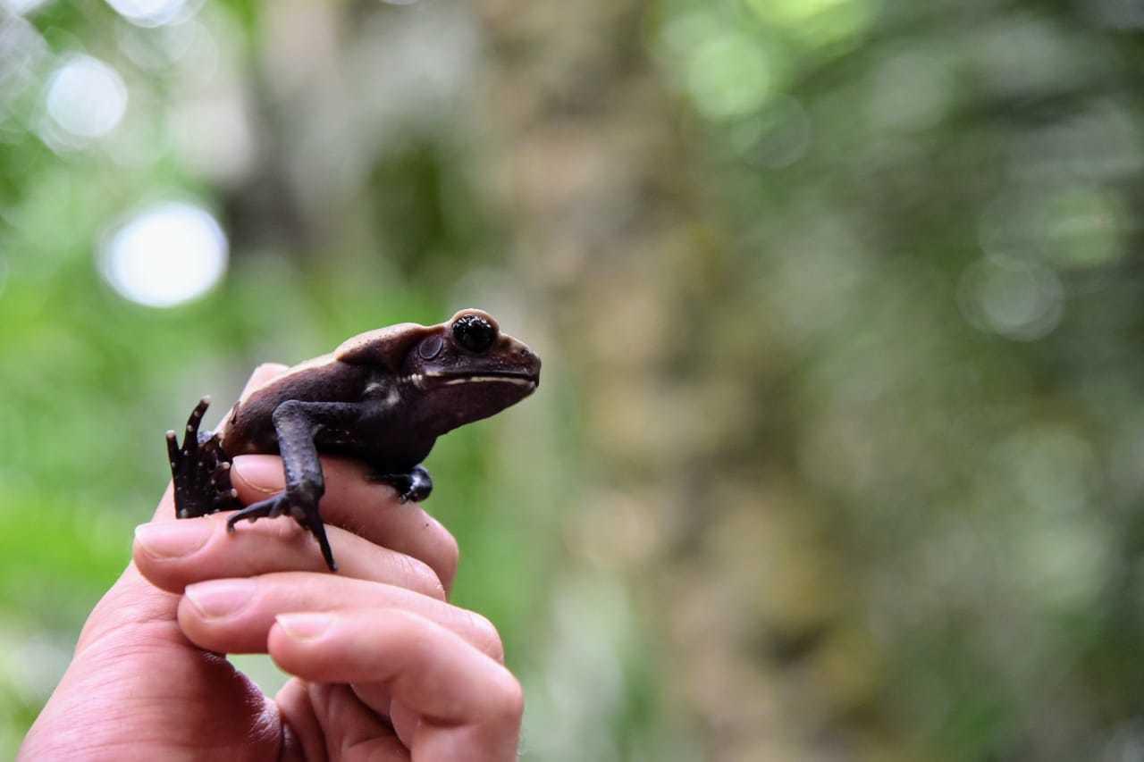 Bioblitz 2019 reunió a estudiantes para conocer mejor la biodiversidad de Madre de Dios
