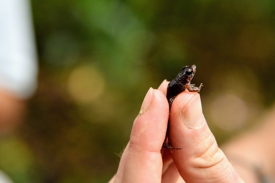 Bioblitz 2019 reunió a estudiantes para conocer mejor la biodiversidad de Madre de Dios