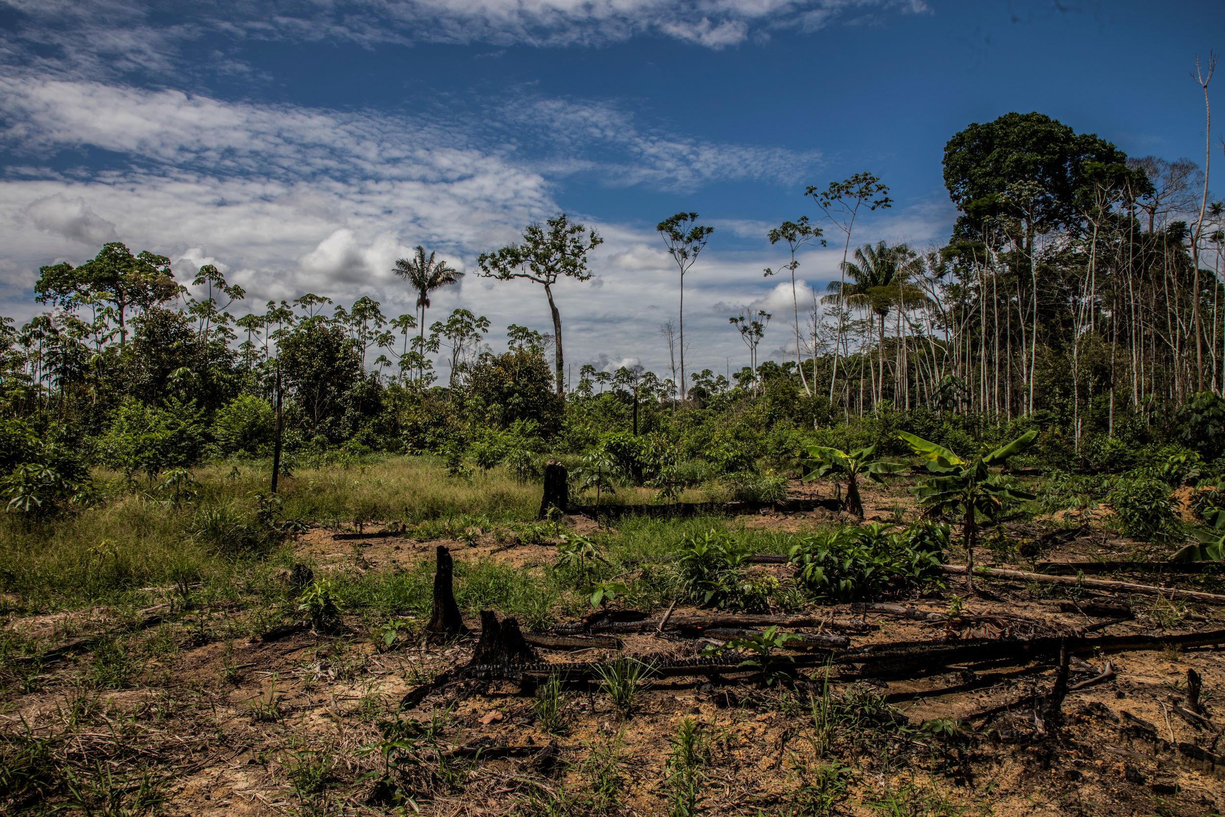Un bosque talado en una concesión forestal cerca de La Pampa. La minería ilegal avanza sobre los bosques para instalar sus actividades. Foto: Max Cabello Orcasitas