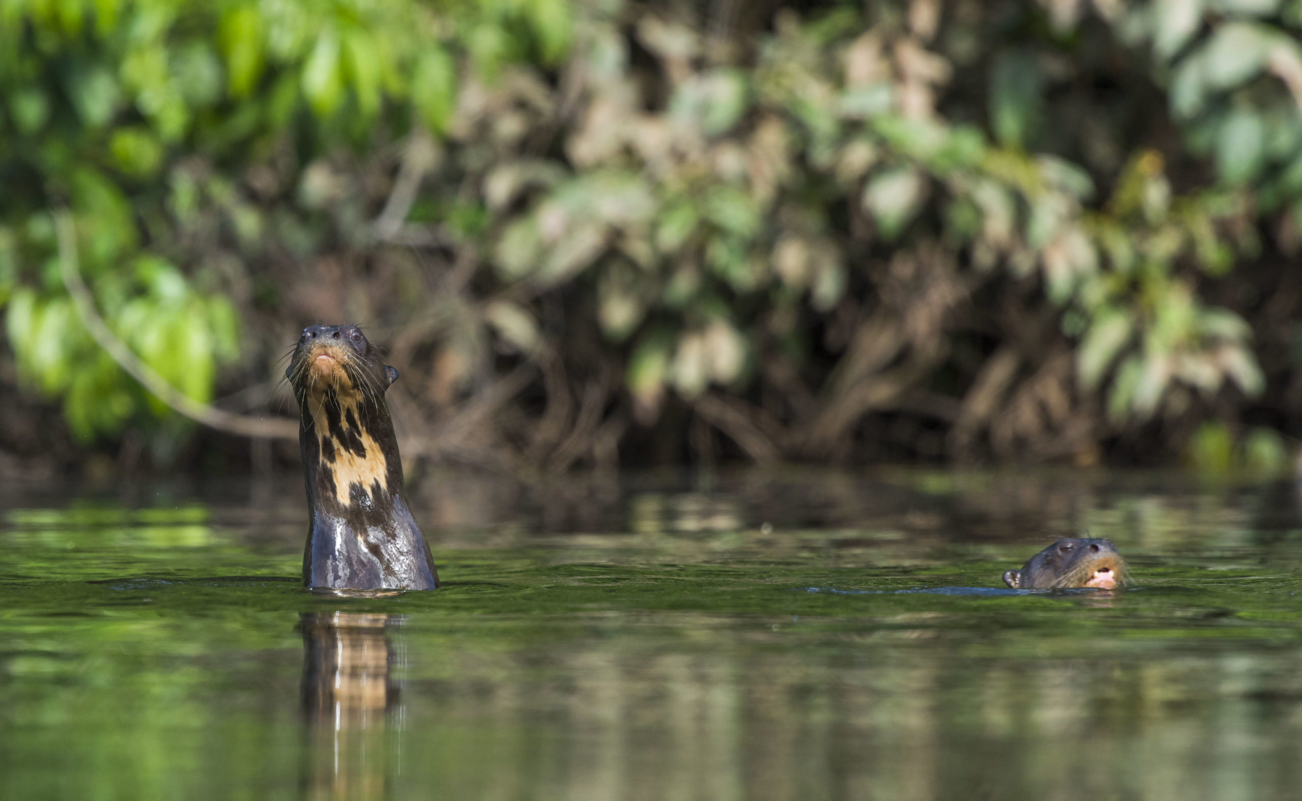 El Guacamayo es uno de los lagos amazónicos ubicado al interior del Parque Nacional Bahuaja Sonene. Foto: FZS Perú.