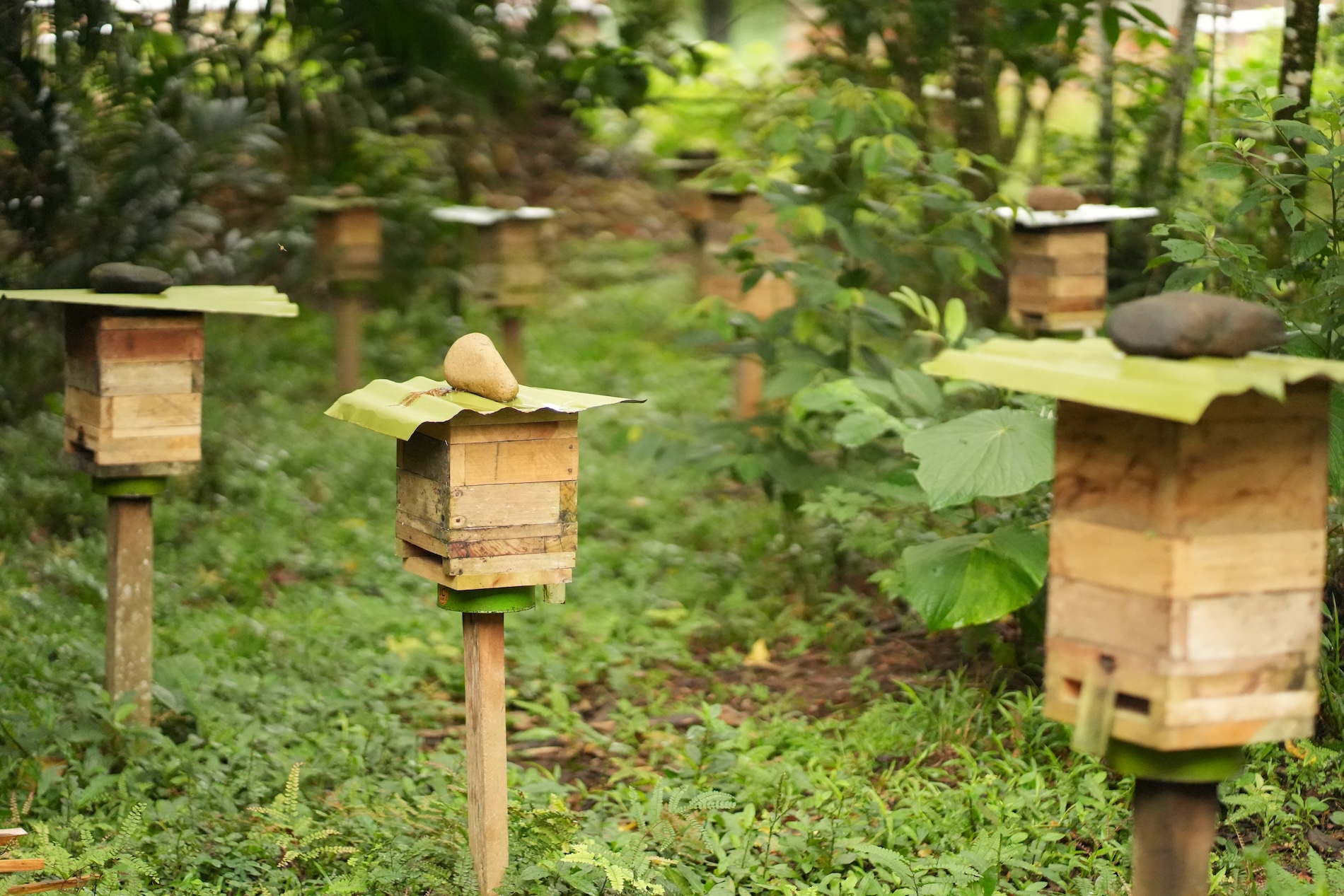 Día Mundial de las Abejas 2026
