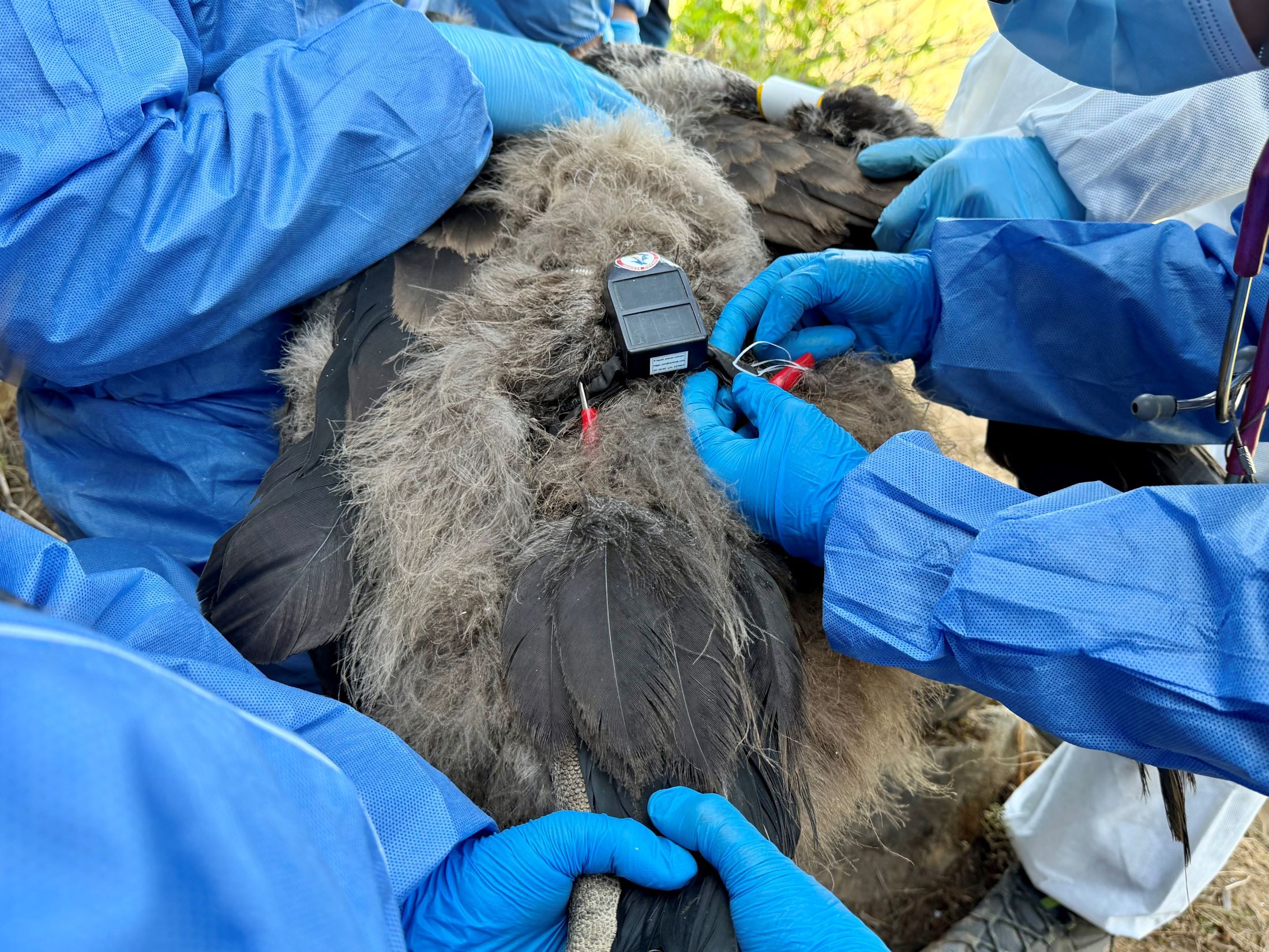 Investigadores colocan el dispositivo GPS en el cuerpo de Unchuy, Foto: cortesía