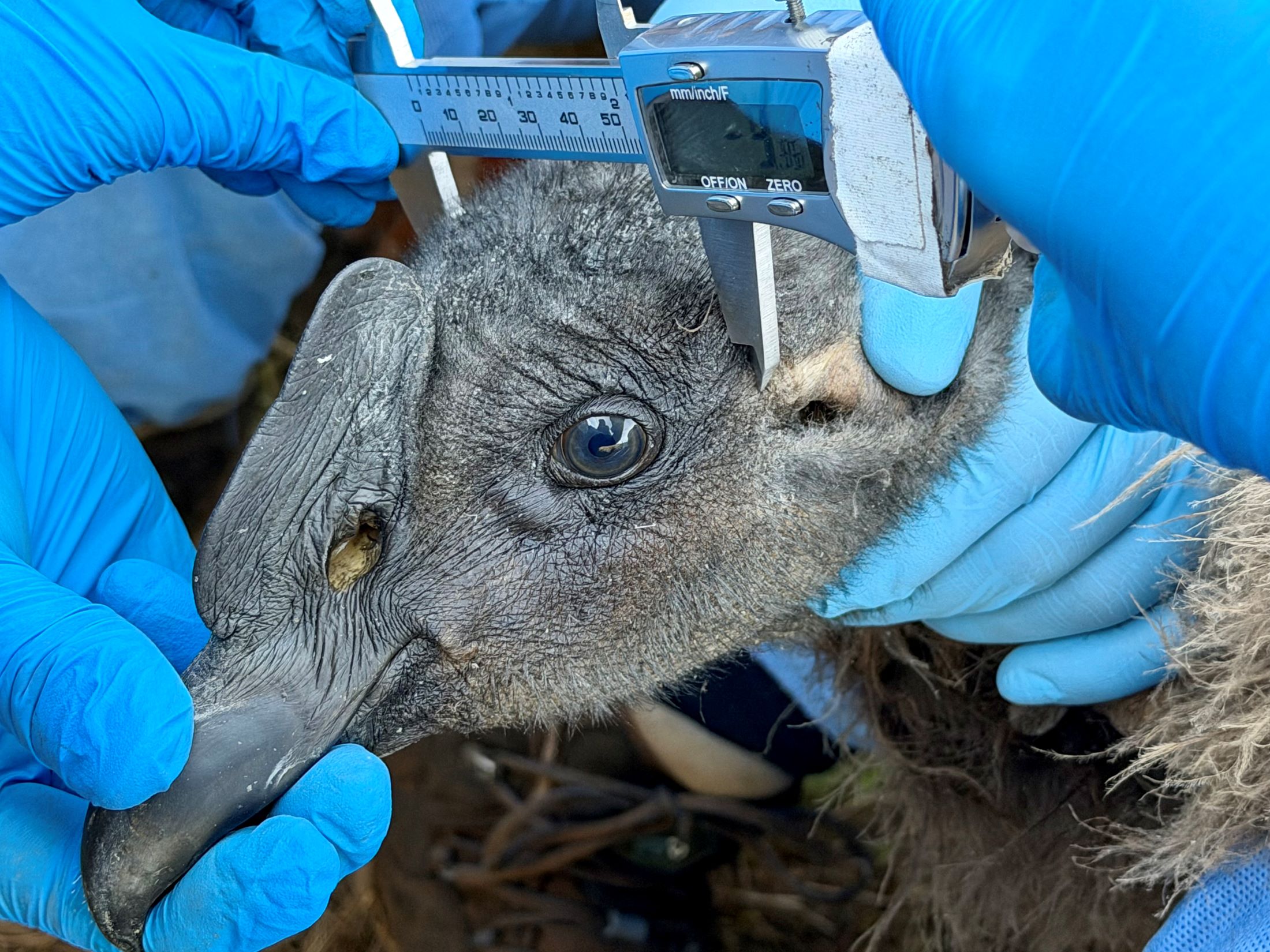 Uchuy permanece quieto mientras los investigadores lo examinan muy cerca de su nido. Foto: Fundación Cóndor Andino Perú.