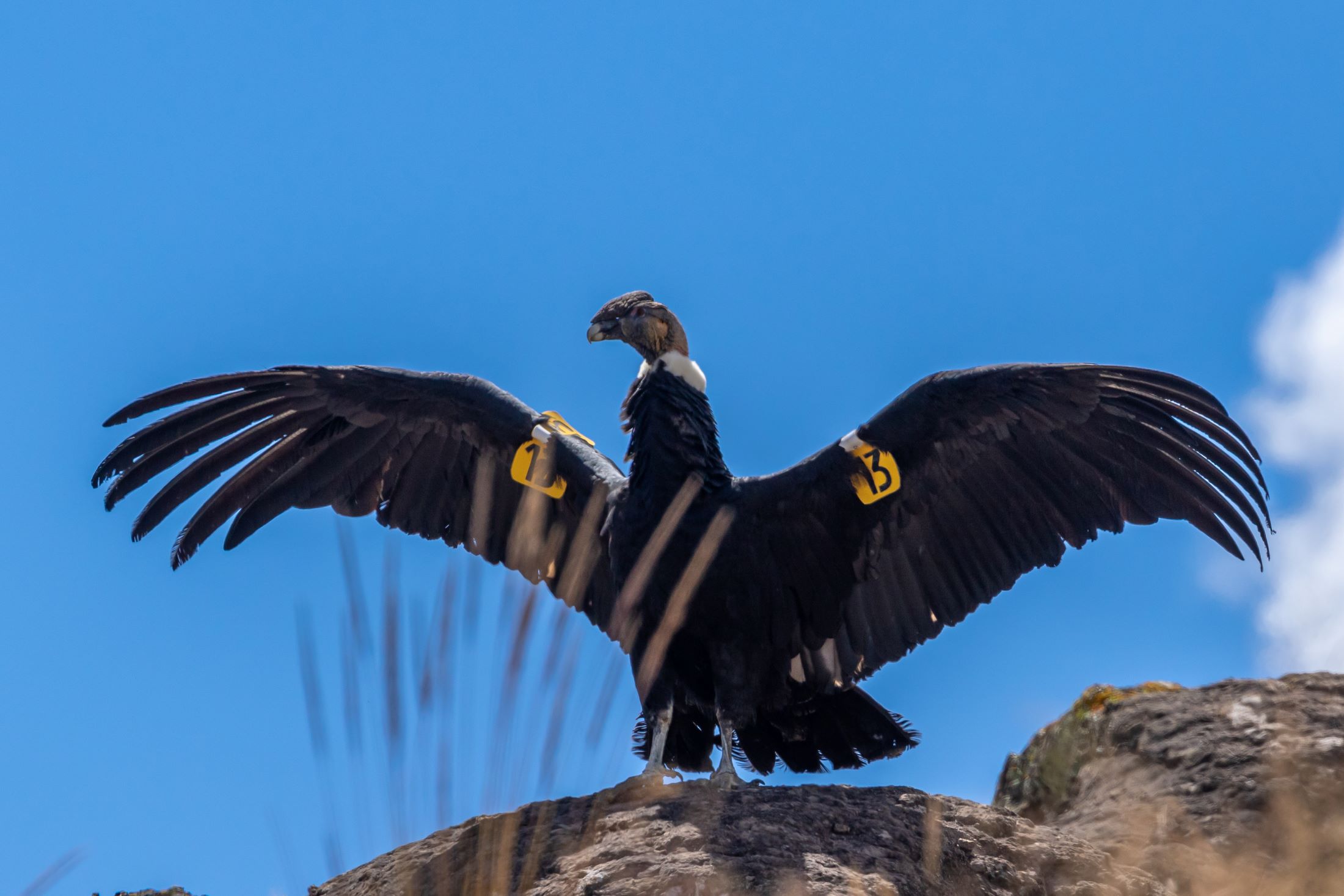 Encanto Querobambino despliega sus alas para volar luego de haber sido rescatado y rehabilitado tras sufrir envenenamiento. Foto: Víctor Gamarra-Toledo.