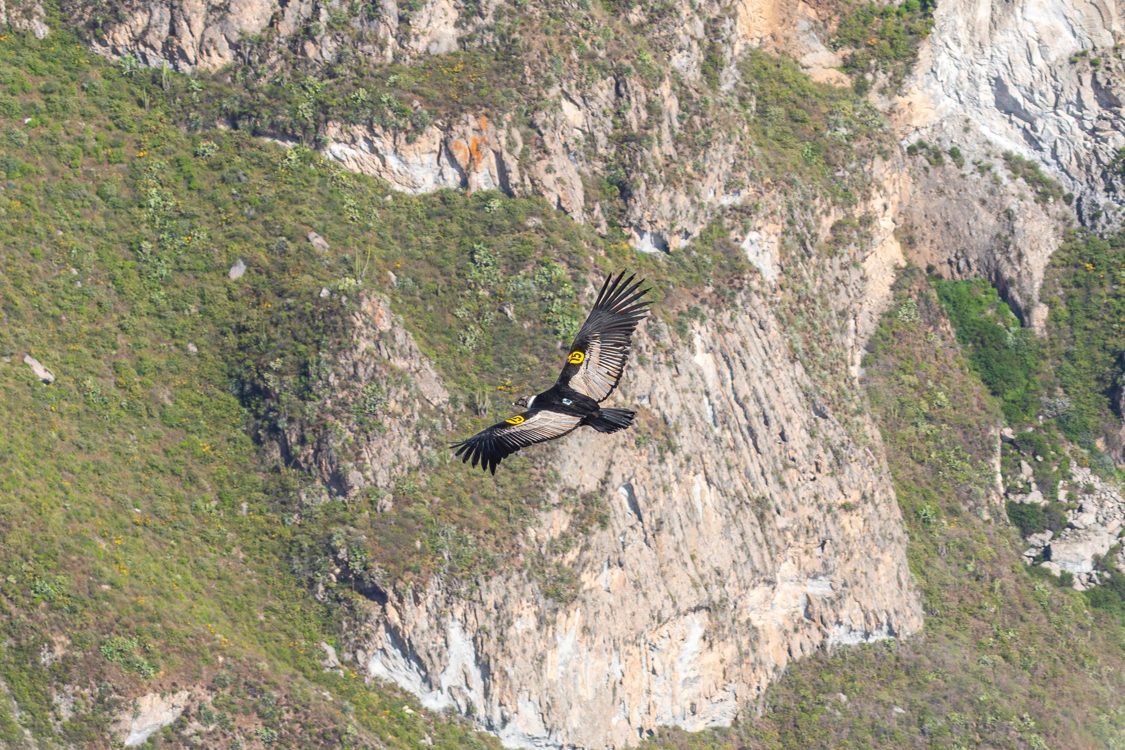 Chaska volando en el cañón del Colca, lugar donde fue liberada luego de su rehabilitación. Foto: Víctor Gamarra-Toledo.