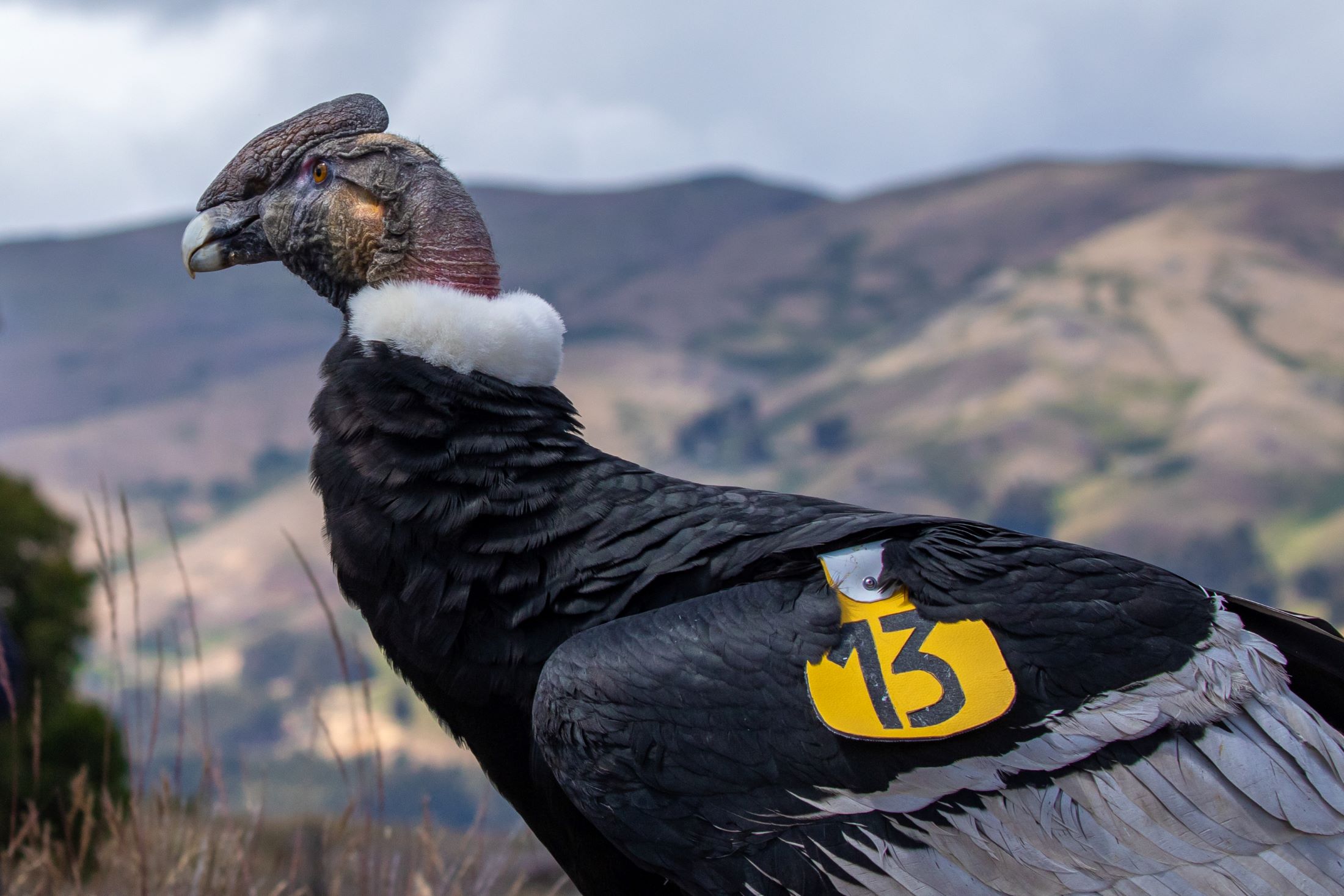 Encanto Querobambino observa las montañas antes de levantar vuelo. Ahora lleva un transmisor que permitirá a los investigadores conocer más sobre la vida de los cóndores en Perú. Foto: cortesía Víctor Gamarra-Toledo